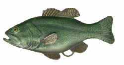 i259e Fish bottle opener.jpg (11743 bytes)