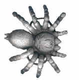 spider.jpg (19224 bytes)